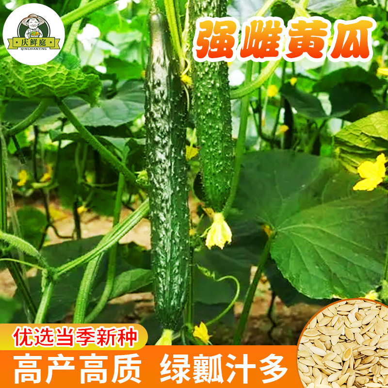 强雌黄瓜种子老品种带刺高产旱黄瓜春秋四季阳台庭院蔬菜种籽大全