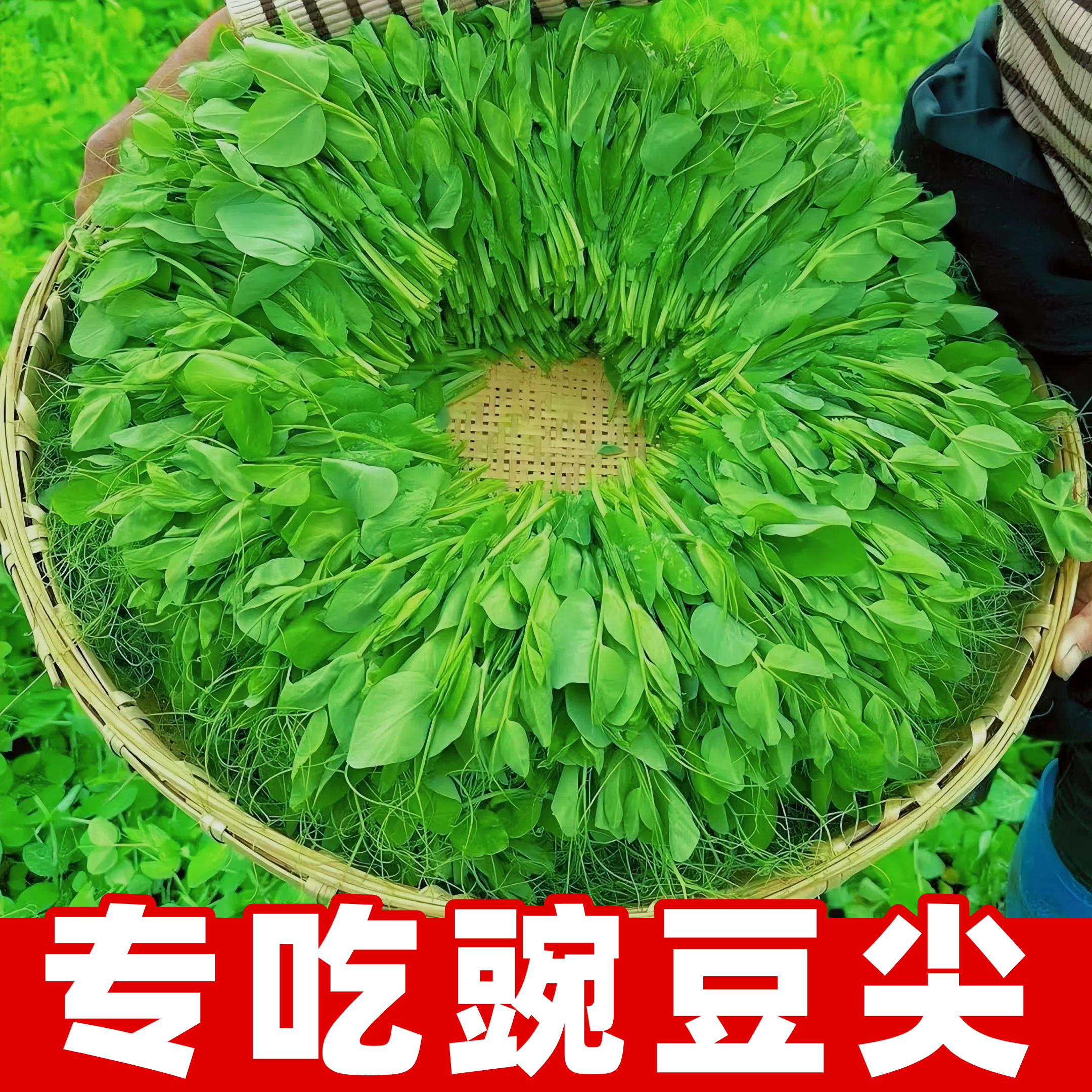 豌豆种子四季甜脆豌豆苗种专吃豌豆尖种籽阳台盆栽可水培蔬菜种子
