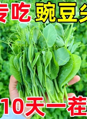 【10天开吃】甜豌豆苗种籽豌豆尖种子四季播种植芽苗菜龙须豌豆
