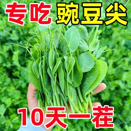 【10天开吃】甜豌豆苗种籽