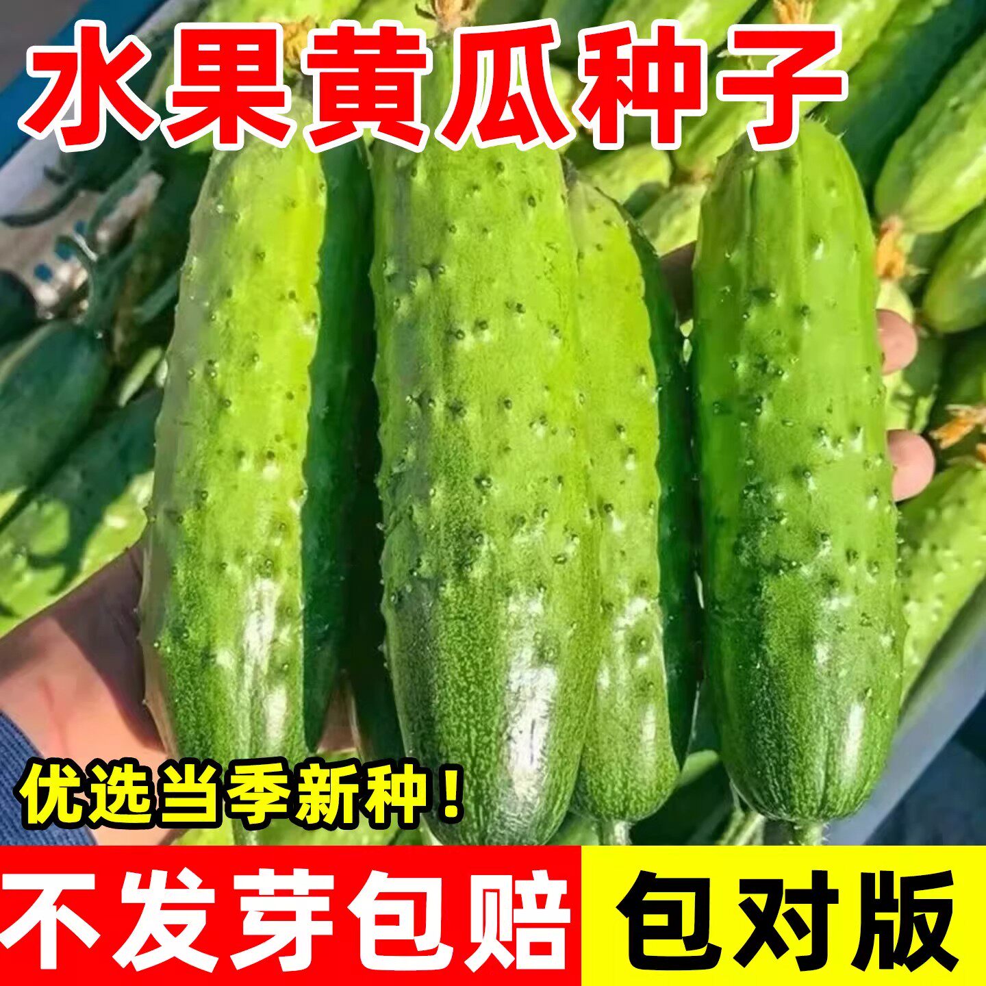 水果黄瓜种子摘不败节节有瓜阳台盆栽高产早熟四季播种小黄瓜种籽