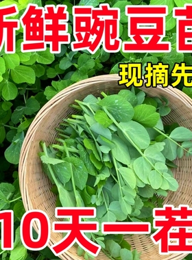 甜豌豆苗种籽豌豆尖种子四季播种植芽苗菜龙须豌豆荷兰豆蔬菜种孑
