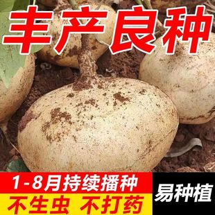 牧马山凉薯种子水果地瓜种籽特大白瓤香甜早熟沙葛土瓜春夏瓜果籽