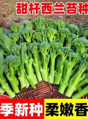 正宗西兰苔种子绿西兰苔四季西洋芥兰西兰花夏天八月种植蔬菜种