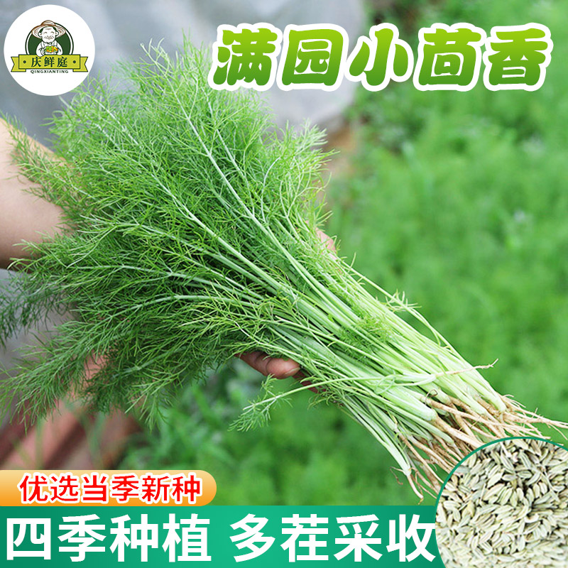 割茬小茴香种子茴香种籽菜种籽大全四季南方阳台盆栽苗秧蔬菜种孑