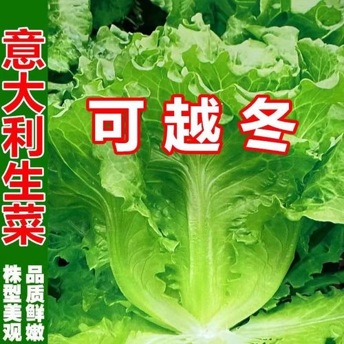 耐寒意大利生菜菜种子耐冬耐冻生菜种子生吃甜脆冬季菜种高产耐热