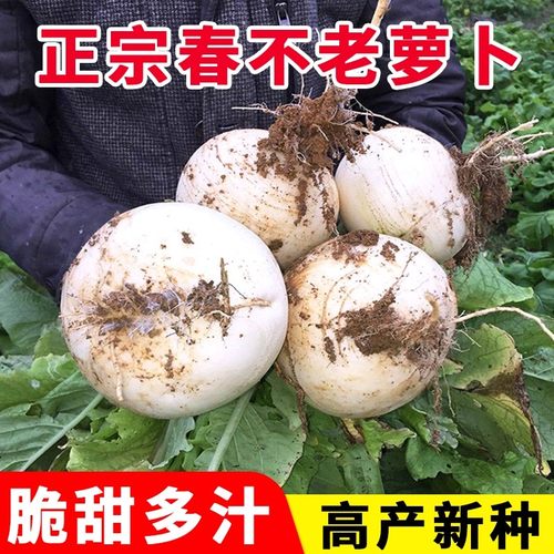 四川春不老萝卜种子高产秋季播老品种蔬菜种孑大全大圆白萝卜种籽
