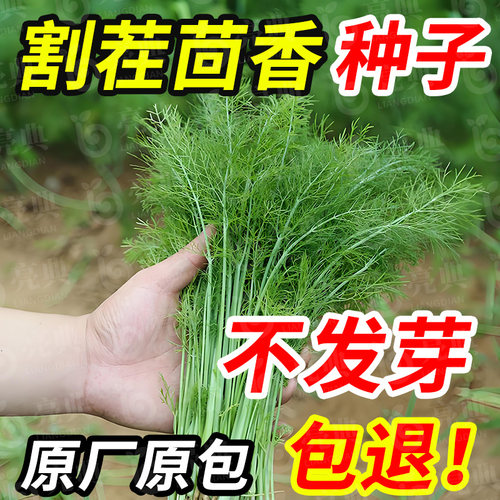 茴香种子多次采收割茬小叶茴香种籽四季播种谷香佐料种子蔬菜种子