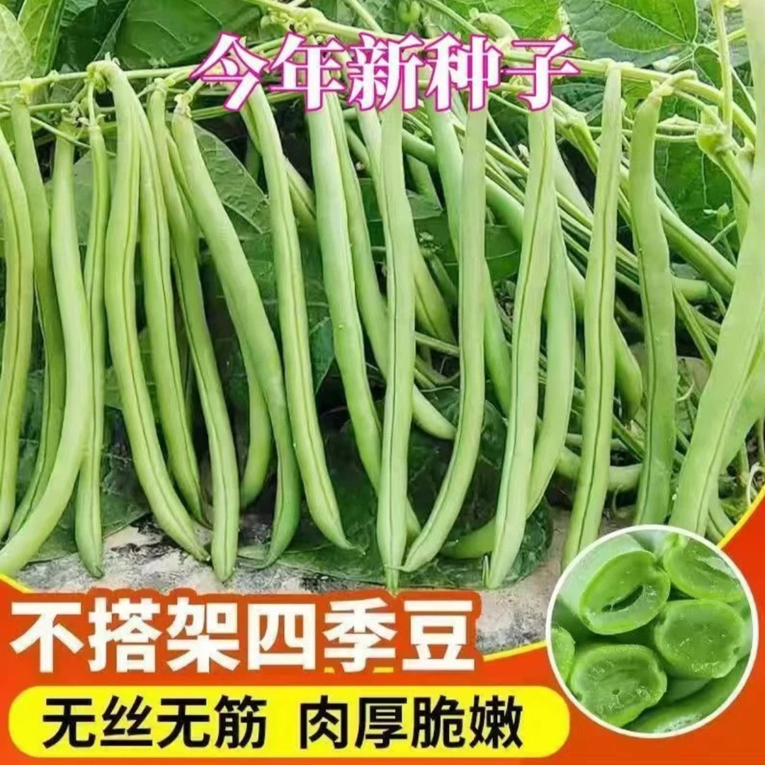 无架地豆种子苗高产不搭架豇豆豆角种孑春夏秋菜豆矮生四季豆种籽,鲜花速递/花卉仿真/绿植园艺,红掌/凤梨/温室花卉,淘宝优惠券,粉丝福利购,淘宝优惠卷