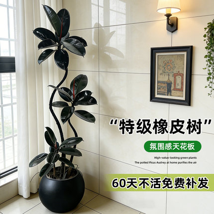 黑金刚橡皮树客厅大盆栽室内大型绿植办公室落地真植物四季好养活