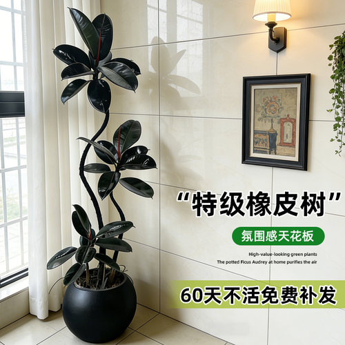 黑金刚橡皮树客厅盆栽四季好养活