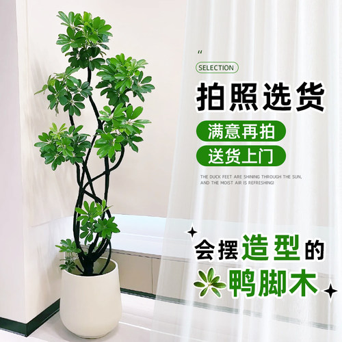 鸭脚木客厅大盆栽【可视频选货】