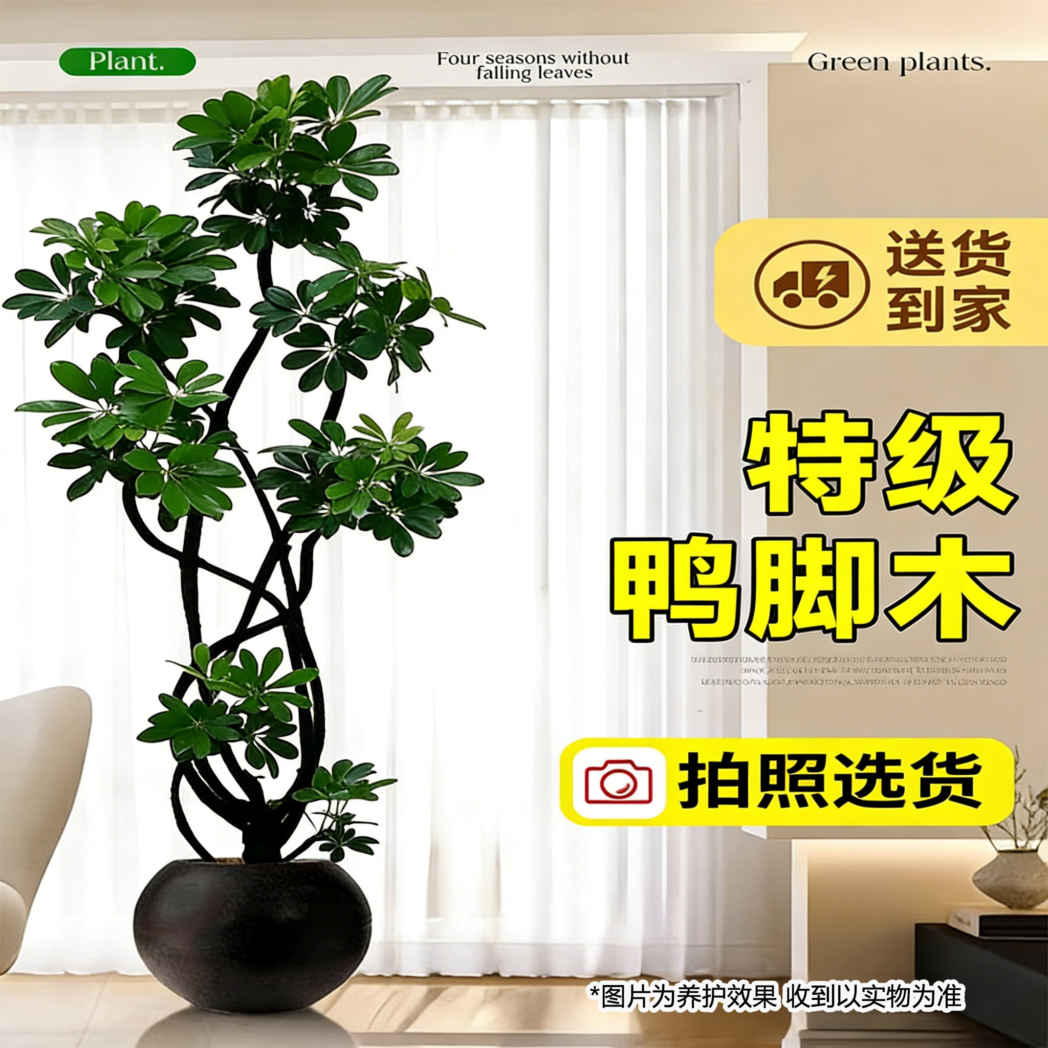 鸭脚木客厅绿植高级感八方来财大型植物盆栽高端大气上档次鸭掌木,鲜花速递/花卉仿真/绿植园艺,大型绿植/成品组合盆栽,淘宝优惠券,粉丝福利购,淘宝优惠卷