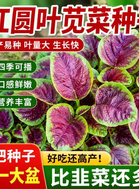 【割完又长】红苋菜种子大叶四季播大圆叶苋蔬菜籽阳台盆栽野菜籽