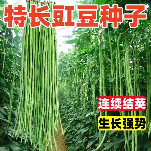 摘不败特长豇豆角种子高产绿先锋长豆角绿豇豆角种子春季蔬菜种子