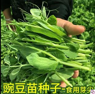 豌豆苗种蔬菜豌豆种籽尖芽苗菜种子种籽四季种植孑碗豆种碗豆吃苗