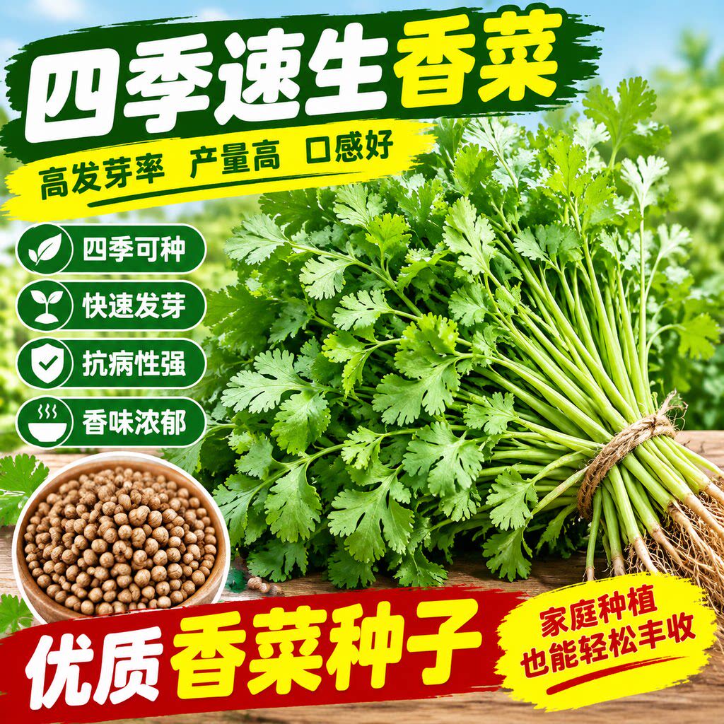 四季香菜种子苗大叶芫荽阳台种菜秋冬蔬菜盆栽种籽孑菜籽籽种大全