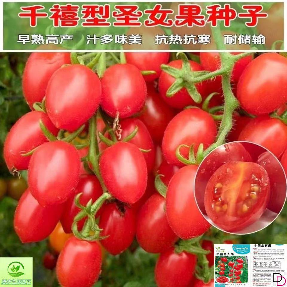 超甜番茄种子四季圣女果