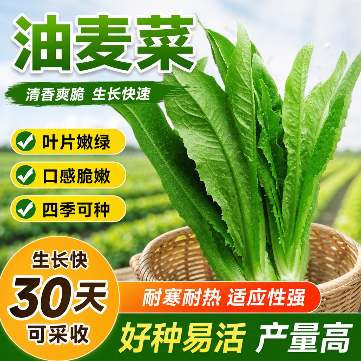 甜脆清香油麦菜种子四季耐热盆栽