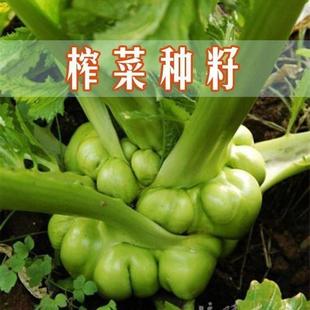 涪陵榨菜种子正宗四川大头菜榨菜头青菜头芥菜夏秋季蔬菜耐高新种