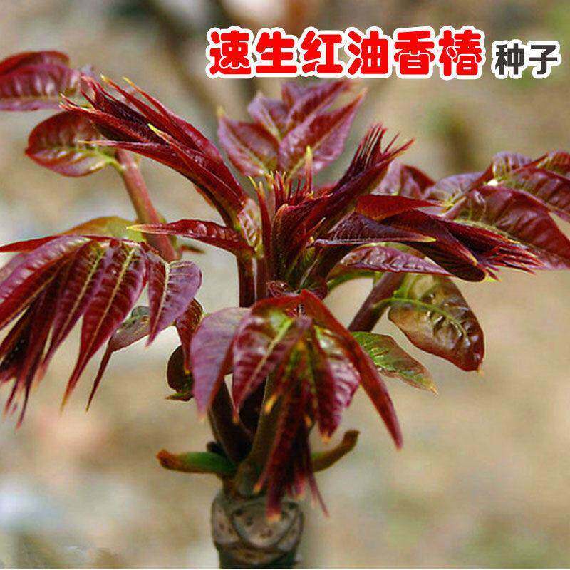香椿种子速生红油香椿种子四季播农家阳台红叶香春芽苗菜蔬菜种子