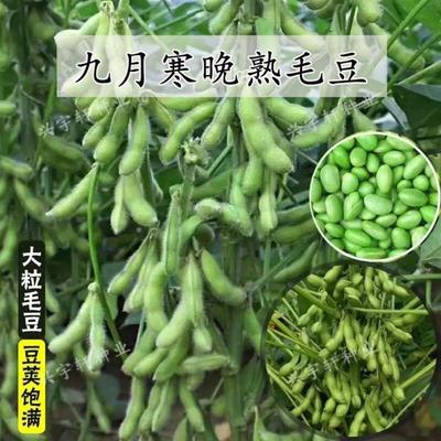 九月寒毛豆种子晚熟高产大粒青黄豆重阳豆种子鲜食菜毛豆蔬菜新种