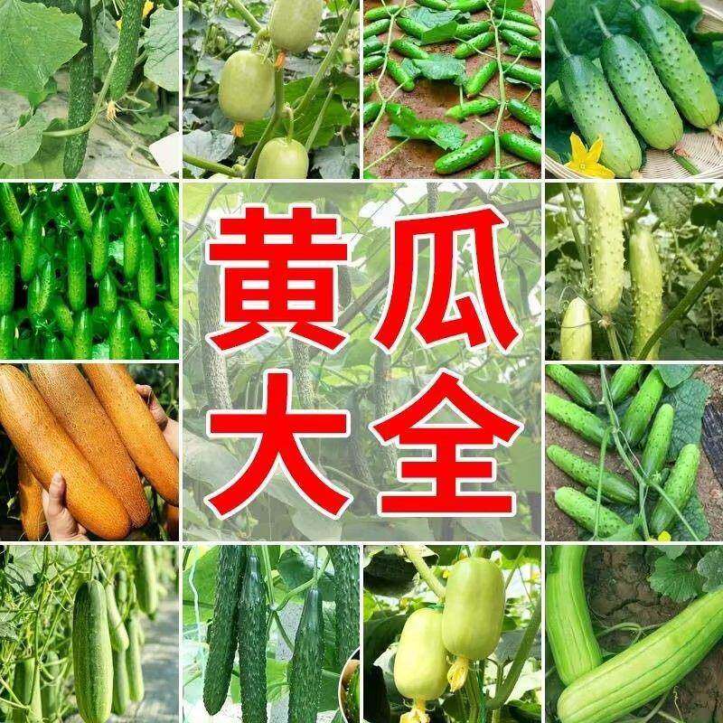 【不搭架】秋黄瓜种子大全水果黄瓜四季庭院阳台盆栽摘不败蔬菜种