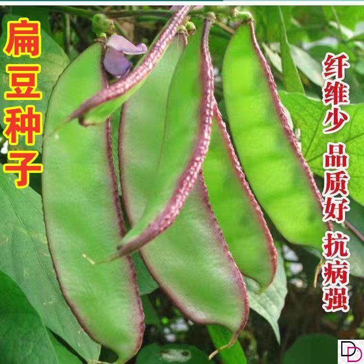 紫边眉豆种子扁豆角种籽