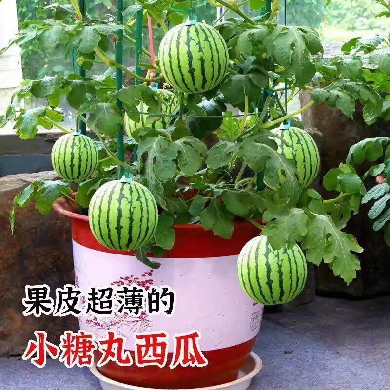 蜂蜜小西瓜种子红玉无籽小西瓜种籽四季种植阳台庭院盆栽薄皮西瓜