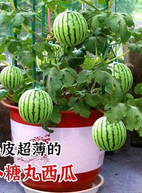 蜂蜜小西瓜种子红玉无籽小西瓜种籽四季种植阳台庭院盆栽薄皮西瓜