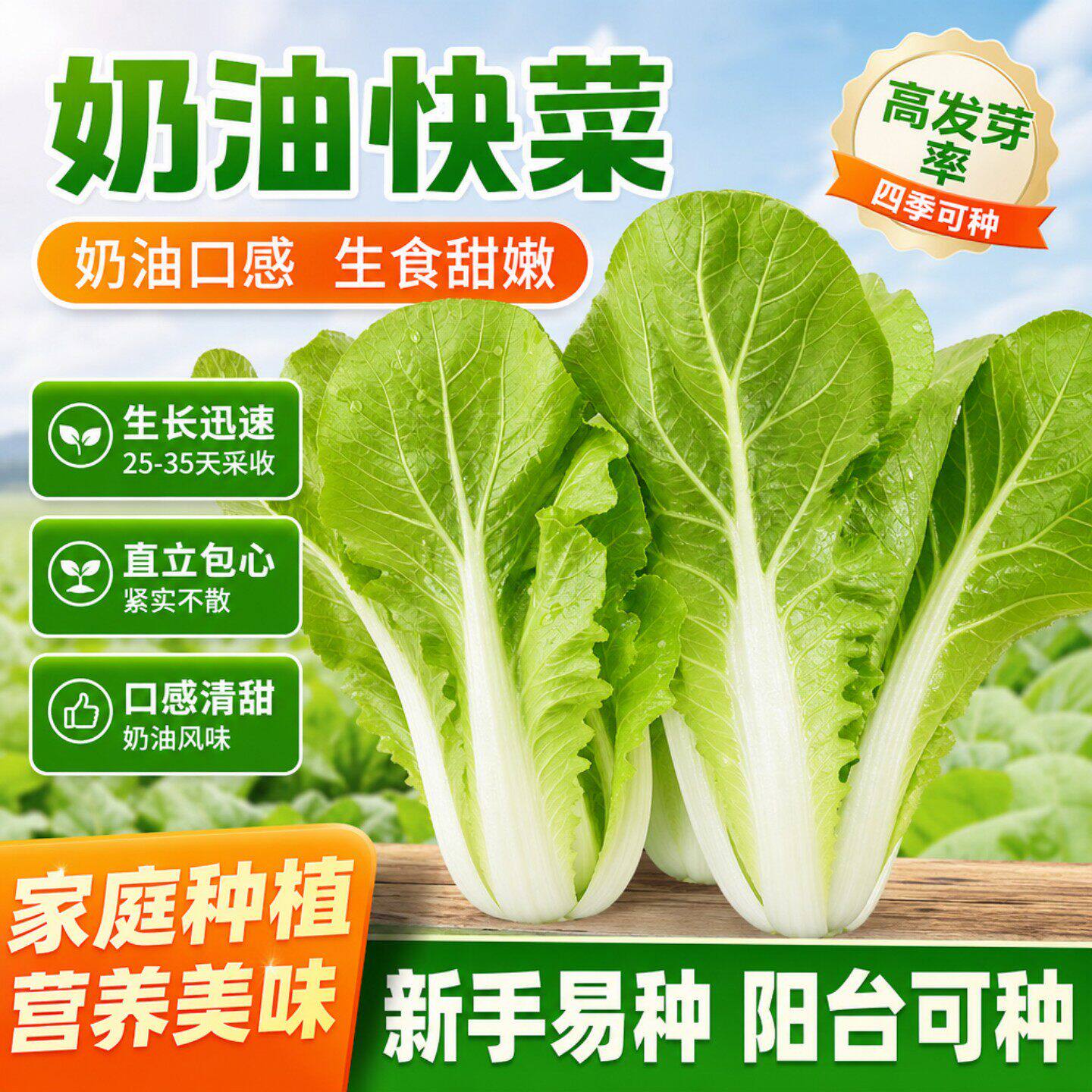奶油快菜种子小白菜种籽四季蔬菜青菜菜种孑子籽种大全白莱快菜种