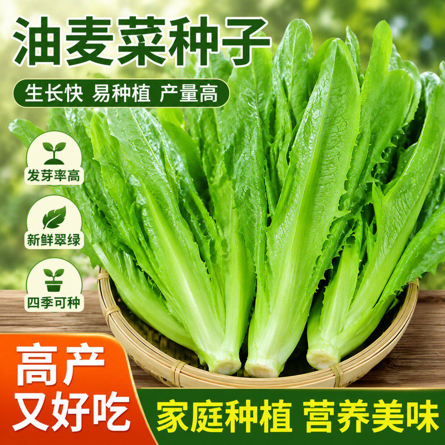 油麦菜种子四季播正宗青菜种籽阳台菜籽盆栽籽种蔬菜春季菜种大全