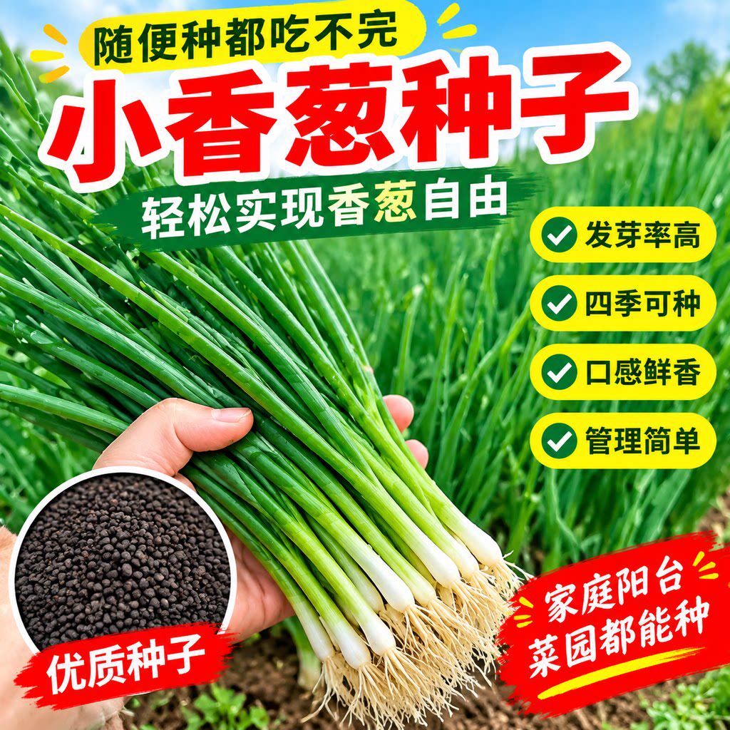 小香葱籽种子四季易种小葱种子阳台室内盆栽葱种子 家庭菜种子