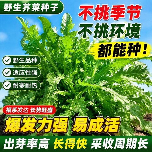 正宗野生四季荠菜盆栽种子速生
