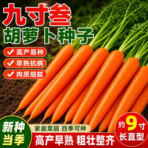 三红九寸参冰糖脆胡萝卜种子春秋