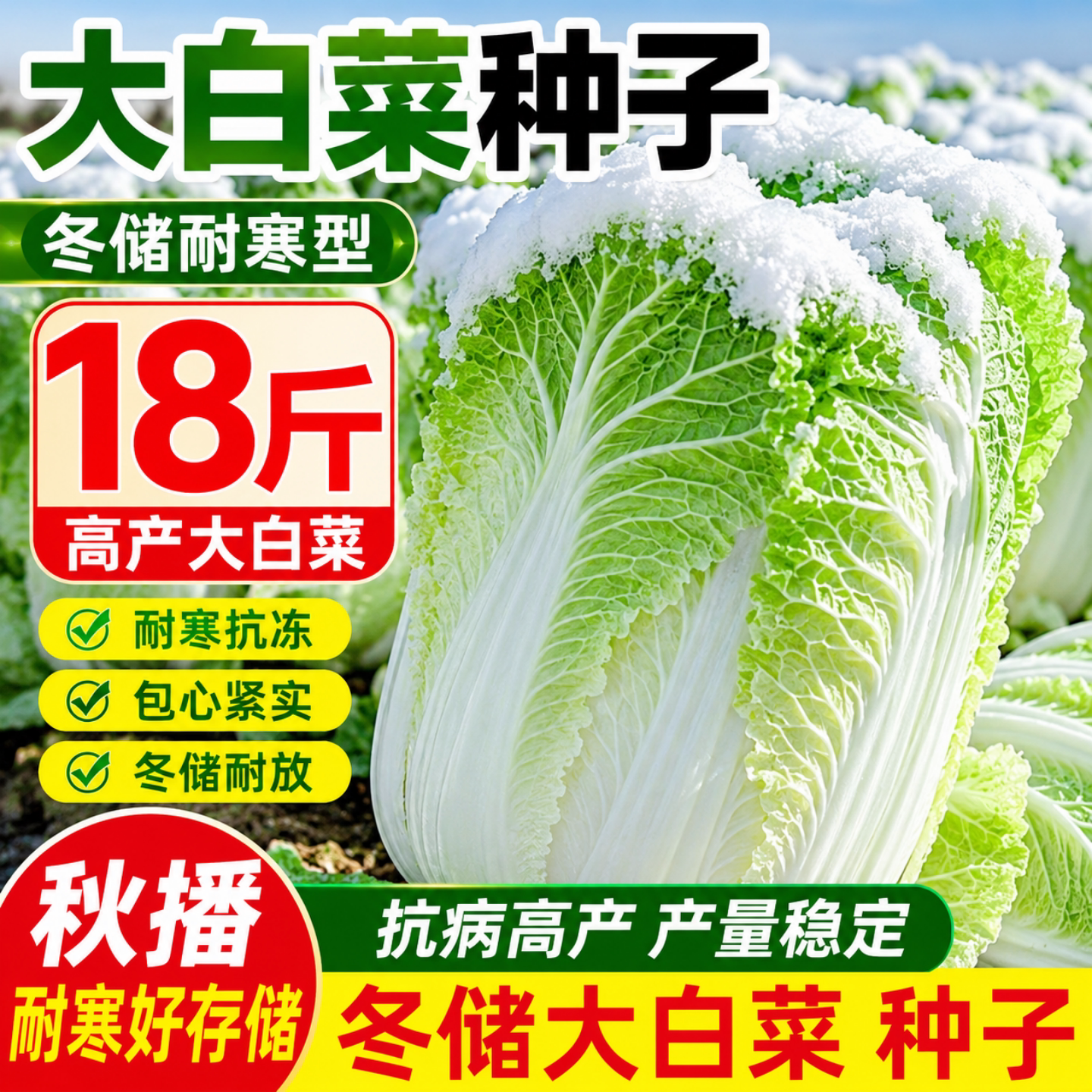 冬储黄心大白菜种子18斤高产抗病