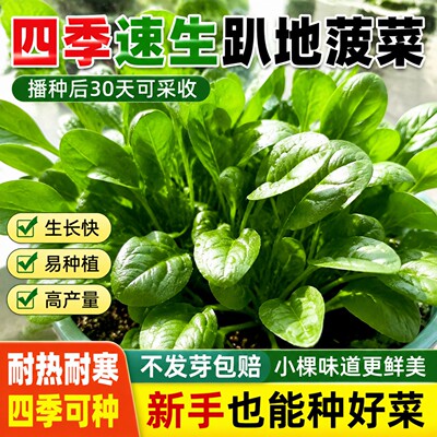 秋冬播耐热耐寒趴地菠菜种子高产
