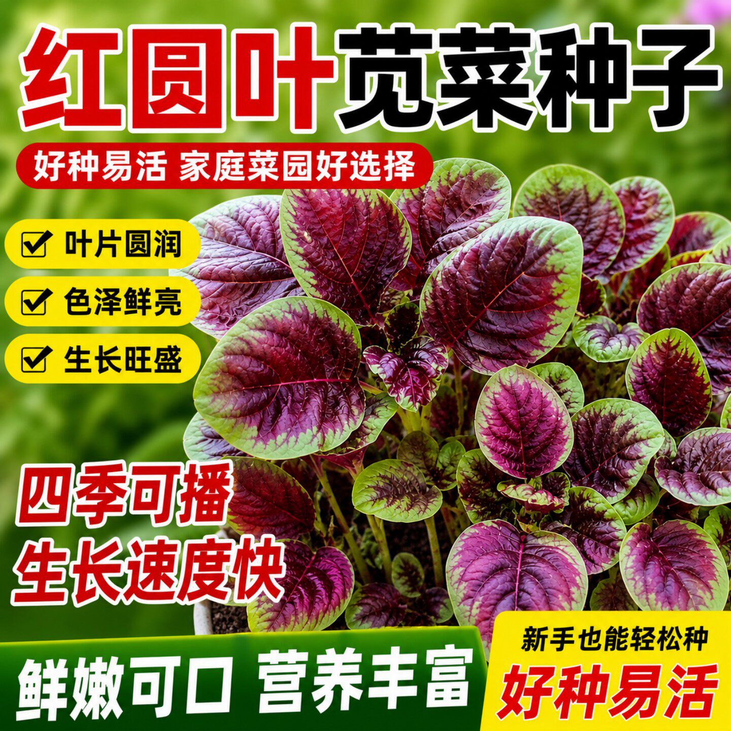 老品种红苋菜种子四季播阳台速生