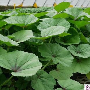 冬寒菜种籽冬苋菜种子糯米冬寒菜高钙菜四川秋冬季盆栽田园蔬菜孑