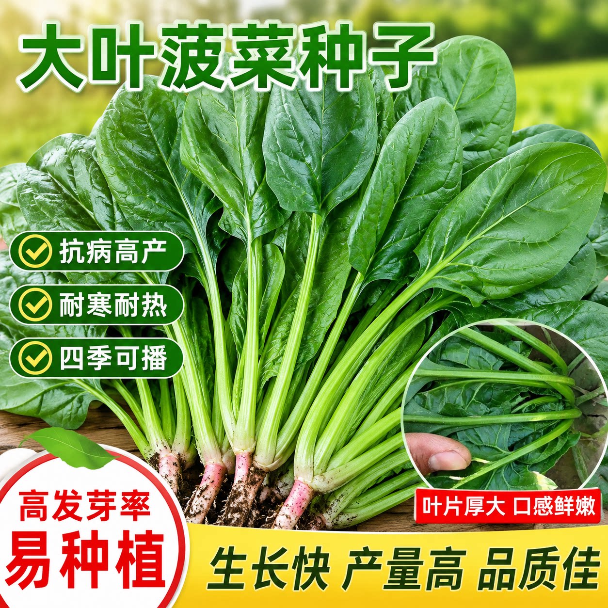 大叶菠菜种子四季蔬菜冬季籽种耐热耐寒菜种盆栽庭院波菜孑菜籽子
