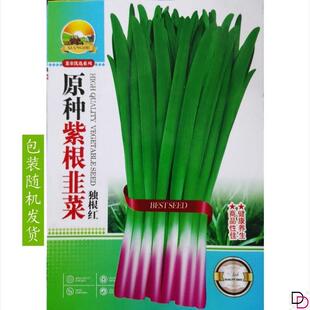 宽叶紫根韭菜种子 四季高产韭菜籽庭院阳台盆栽耐寒大叶蔬菜种子