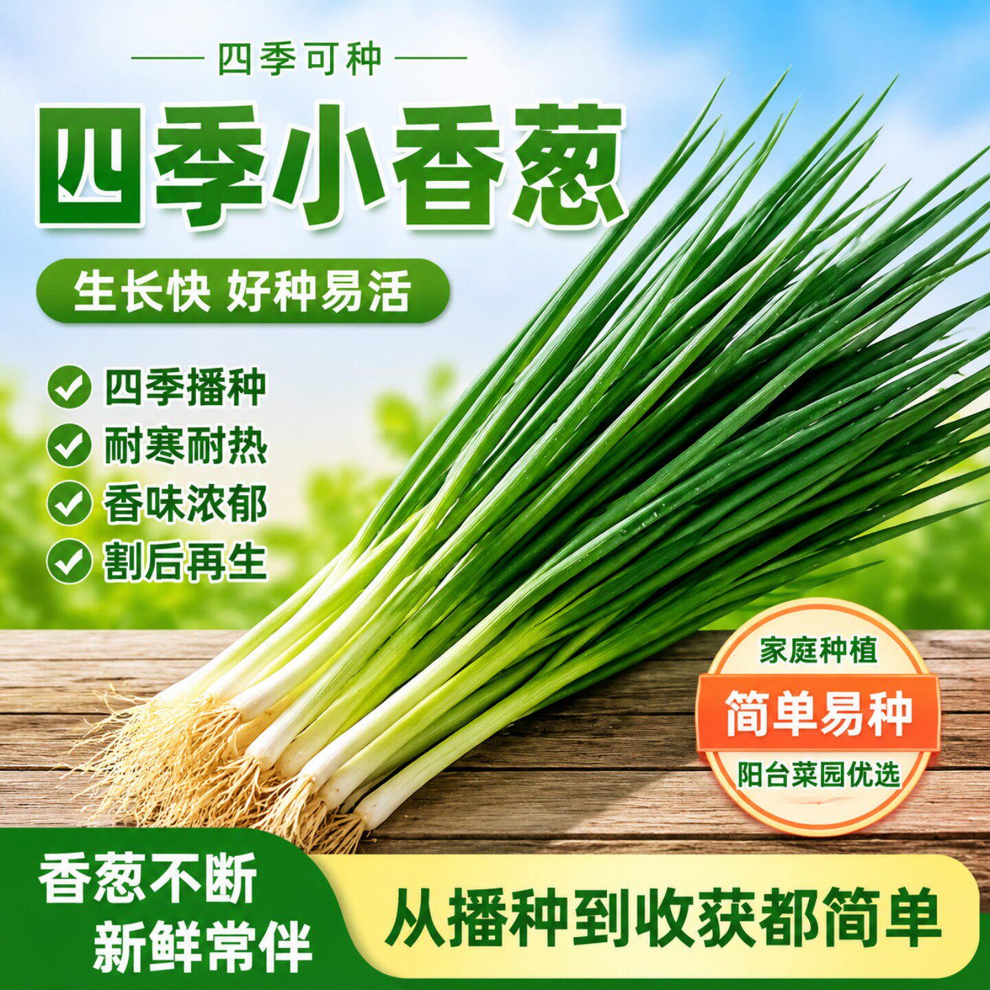 四季小香葱种子阳台盆栽耐寒速生