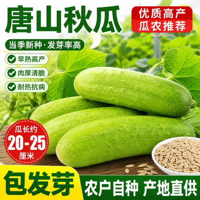 唐山秋瓜种子旱黄瓜种子可生吃高产易种耐热春秋播种水果黄瓜种子