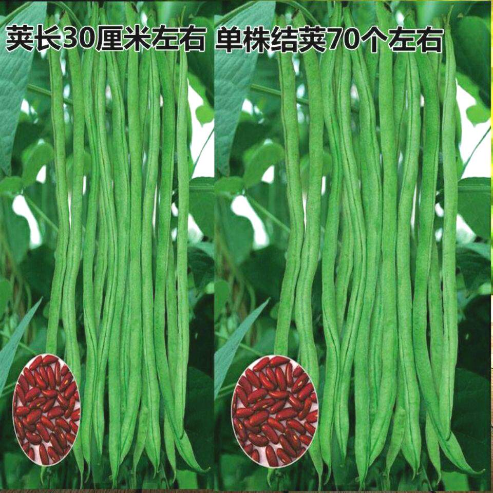 泰国无筋架豆王种子四季豆高产豆角无丝青芸豆春季秋季种籽包邮