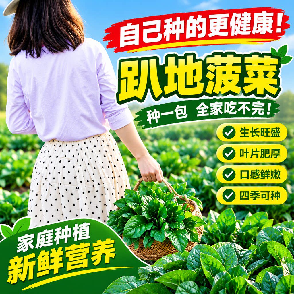 趴地菠菜种子黑园叶菠菜种籽生长速度快耐寒高产越冬蔬菜种子大全