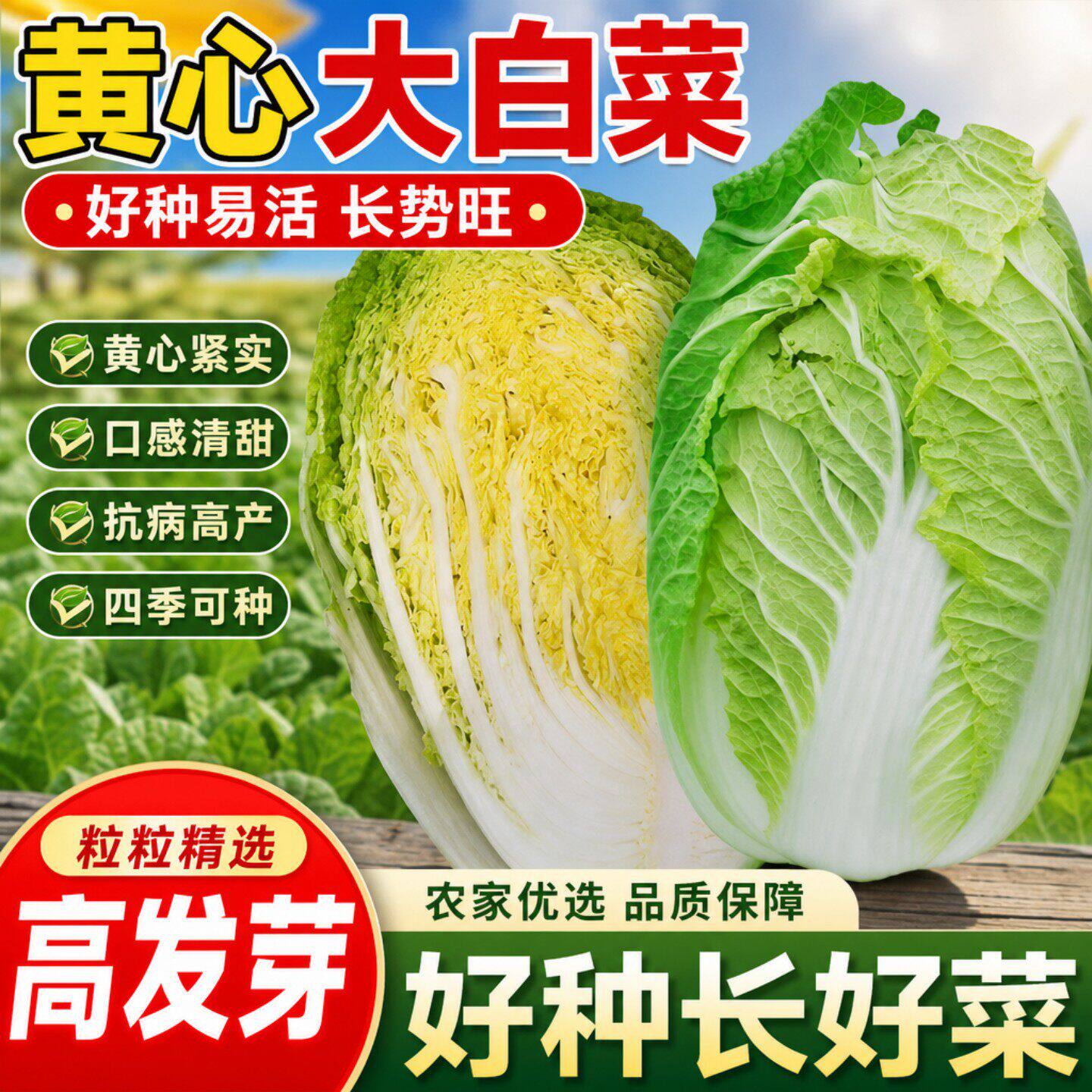 真好吃黄心大白菜种子黄芯秋播蔬菜种籽冬储白菜耐寒口感好秋冬季