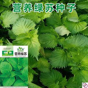 苏子叶种子孑苗双青绿大圆香四季盆栽食用烤肉泡菜蘸酱绿苏籽食用