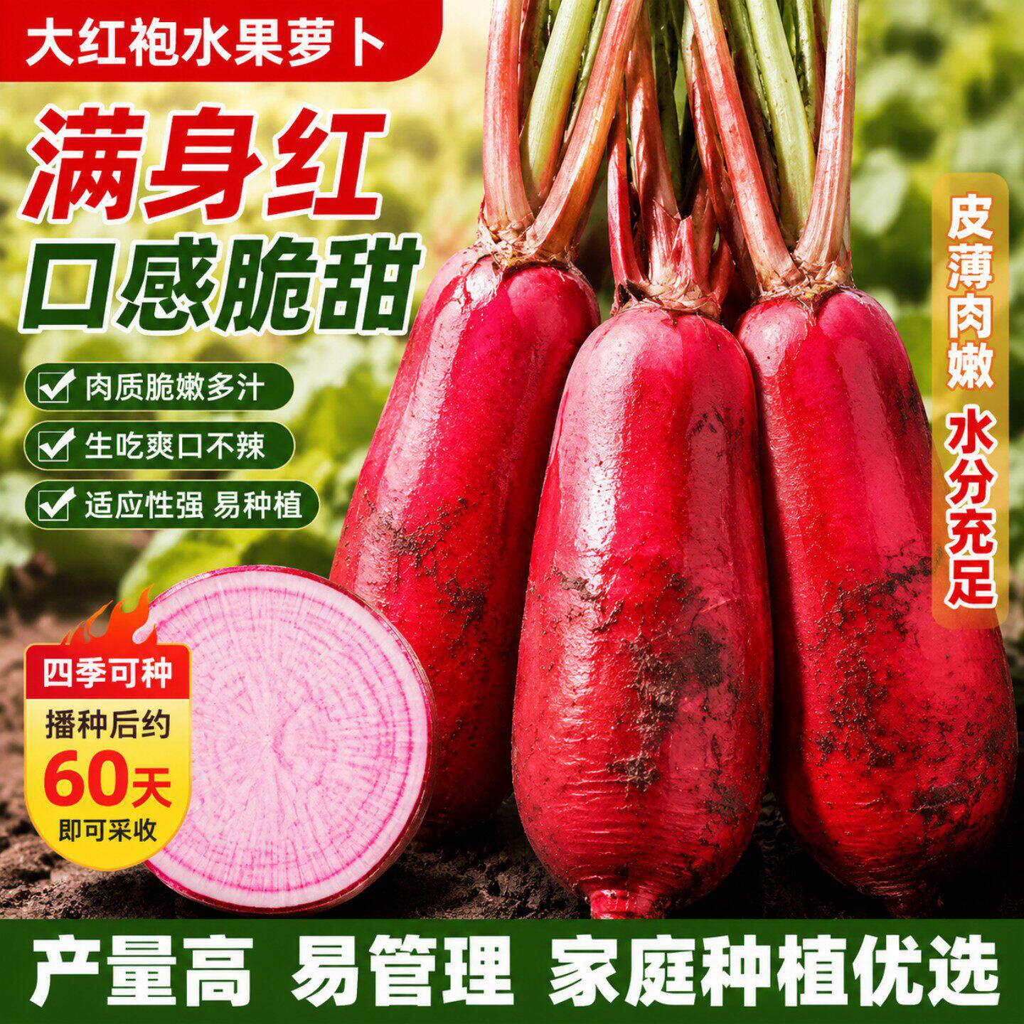 大红袍萝卜种子脆爽泡菜生吃红皮白肉水果萝卜种籽农家田园蔬菜孑