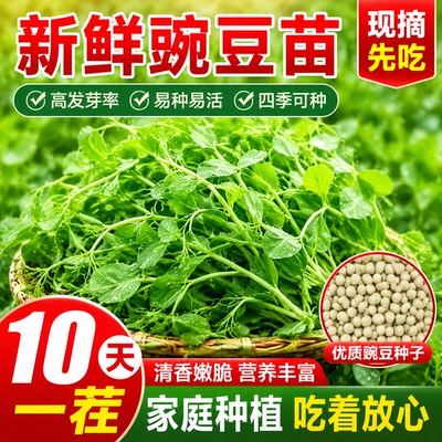 甜豌豆苗种籽豌豆尖种子四季播种植芽苗菜龙须豌豆荷兰豆蔬菜种孑