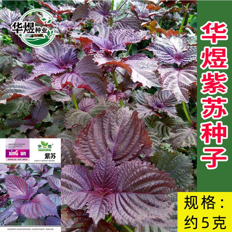紫苏种子种籽苗盆栽可食